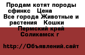 Продам котят породы сфинкс › Цена ­ 4 000 - Все города Животные и растения » Кошки   . Пермский край,Соликамск г.